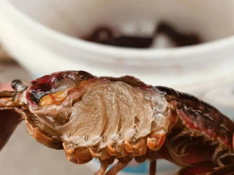 还原真相!七问小龙虾 还原真相!七问小龙虾