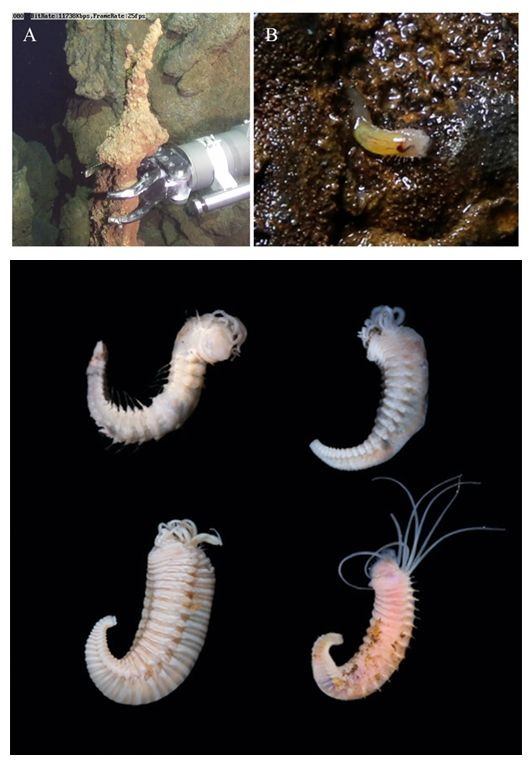 长相怪异、生存本领高超,我国科学家发现深海新物种 长相怪异、生存本领高超,我国科学家发现深海新物种