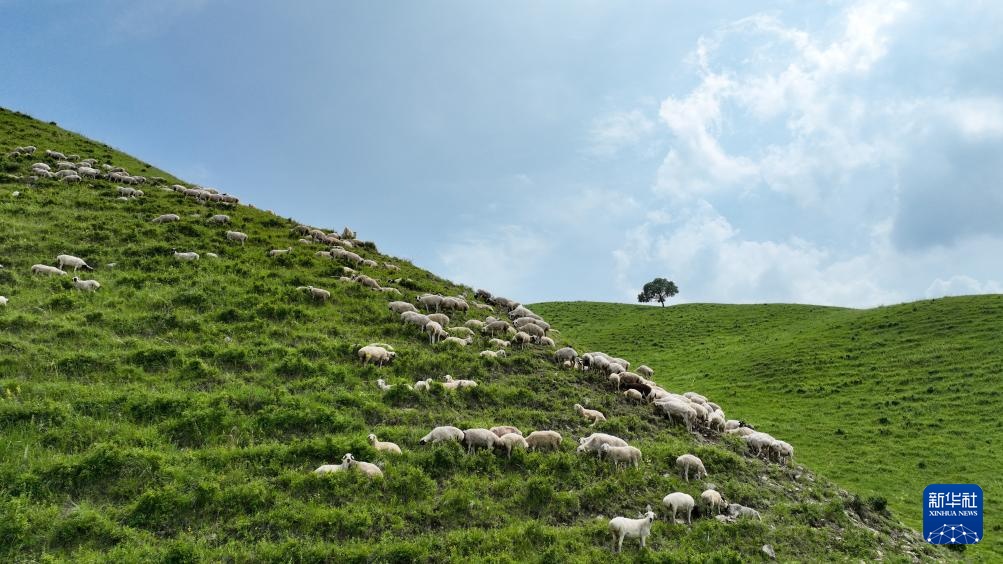 美丽中国｜醉美夏日乌兰毛都草原