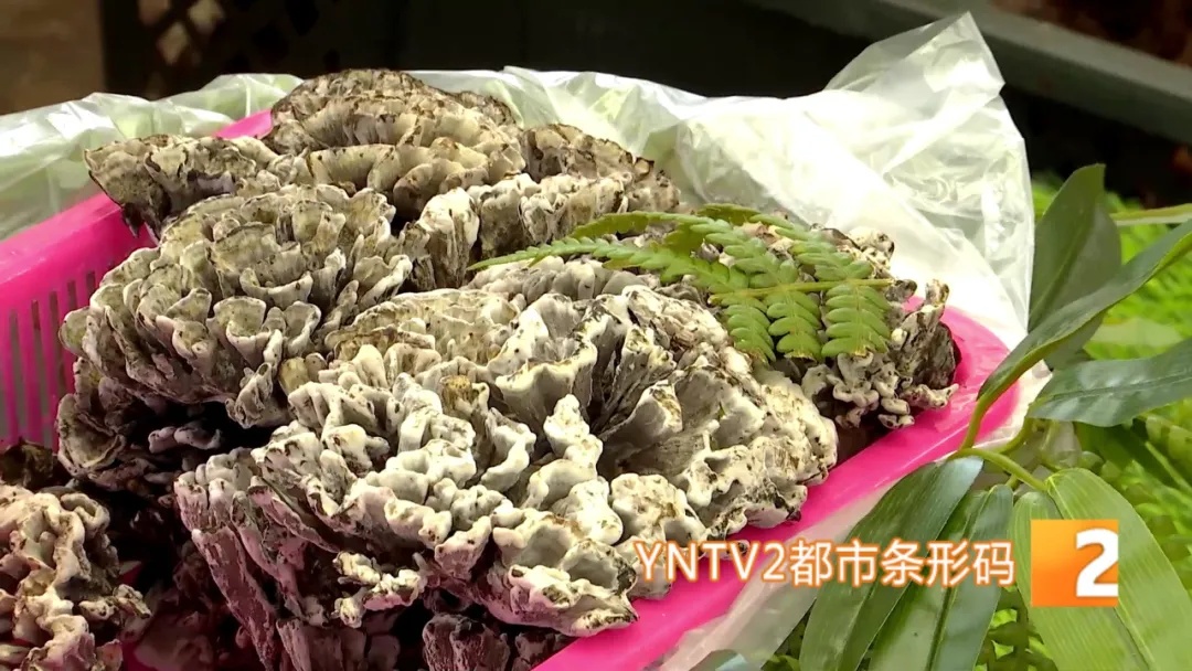 旺季一天洗几百上千公斤！云南人“吃出来”的职业开始接单了