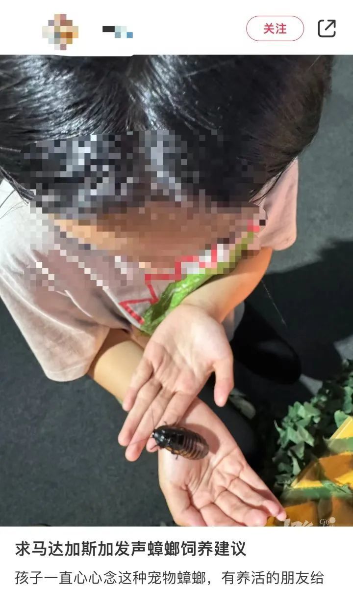 蟑螂当宠物？！异宠盛行，有人过道喷杀虫剂，意外杀死邻居“爱宠”……