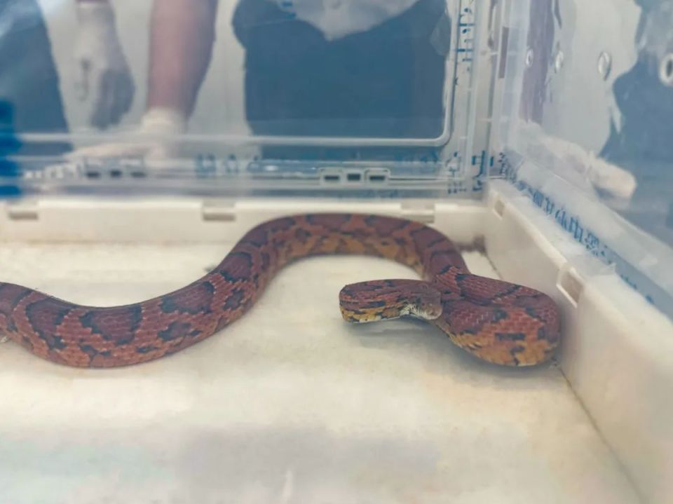 女子竟在孩子婴儿车里藏活蛇!网友:可怕 女子竟在孩子婴儿车里藏活蛇!网友:可怕