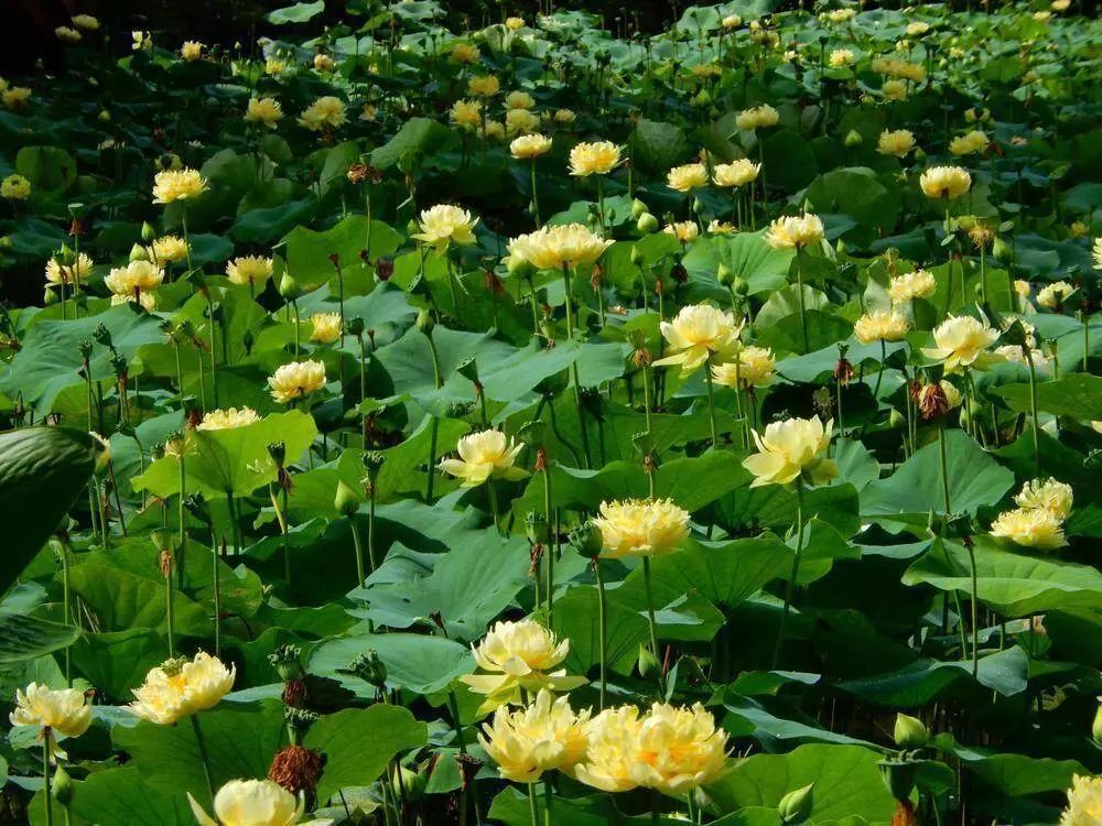 天台上的育种家:广州小伙在自家楼顶培育出多个荷花新品 天台上的育种家:广州小伙在自家楼顶培育出多个荷花新品