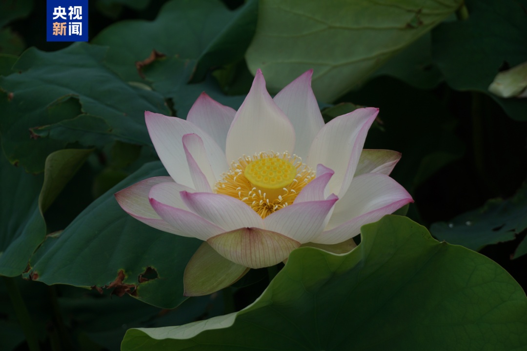 夏日荷花美学 你能认出几种？