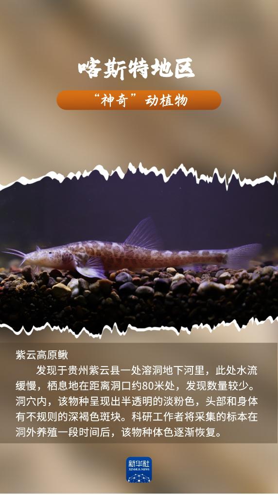 喀斯特地区“神奇”动植物，你见过吗？