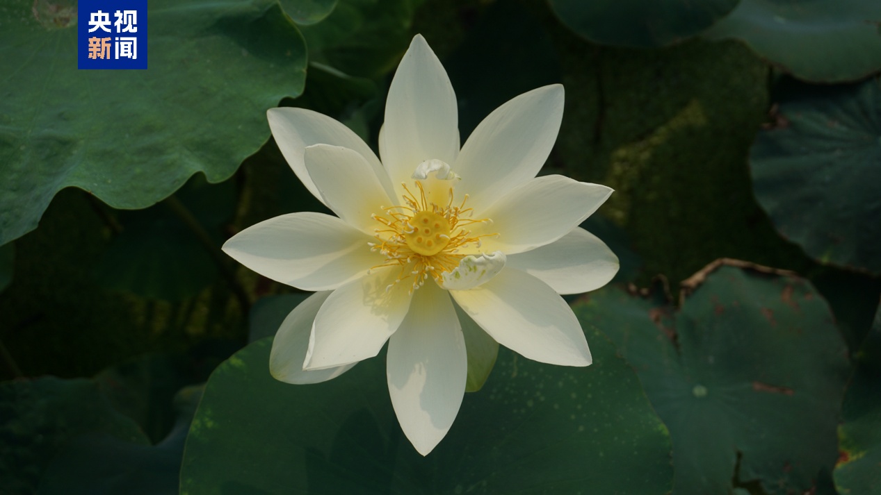 最佳赏荷期已至 “荷花图鉴”带你辨别这些夏日仙子