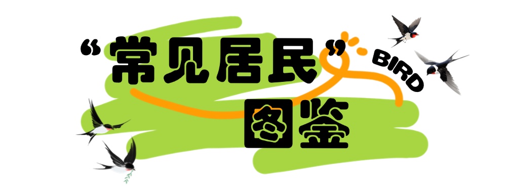 秦岭“飞羽精灵”图鉴：这些常见鸟类，你见过几种？