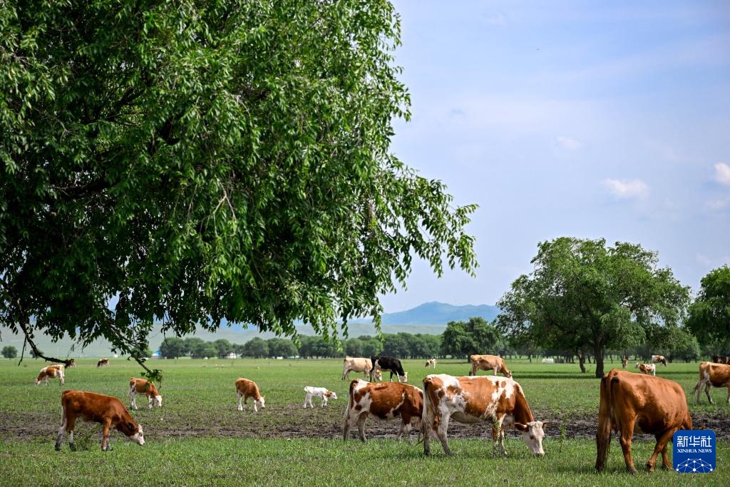 美丽中国｜醉美夏日乌兰毛都草原