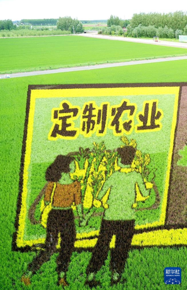 “北大仓”铺展壮美稻田画卷 “北大仓”铺展壮美稻田画卷