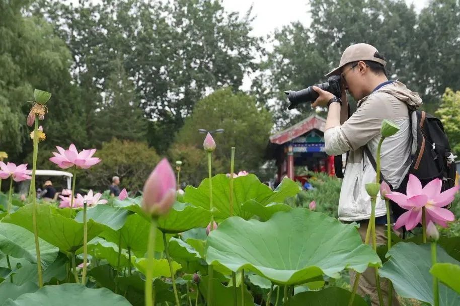 北京：花期仅2—3天！莲花池公园首株并蒂莲绽放——