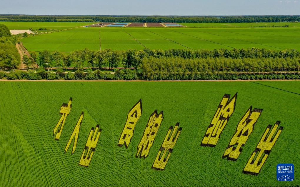 “北大仓”铺展壮美稻田画卷 “北大仓”铺展壮美稻田画卷