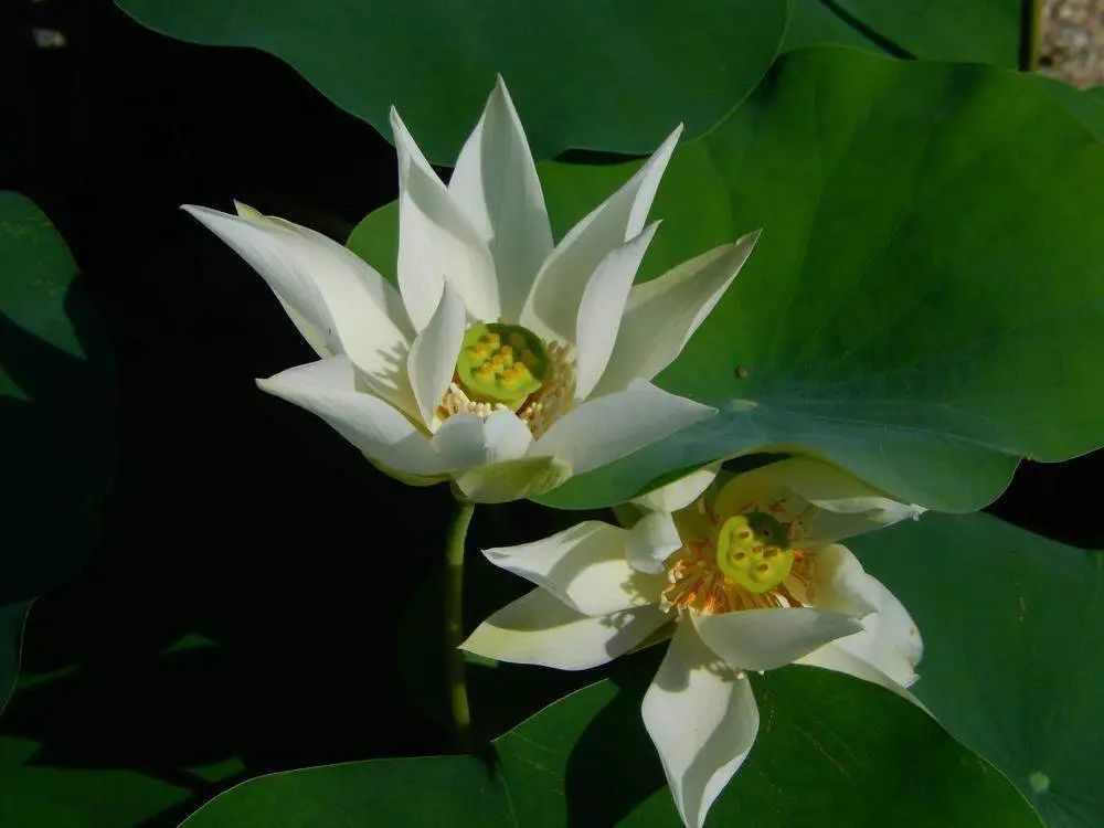 天台上的育种家:广州小伙在自家楼顶培育出多个荷花新品 天台上的育种家:广州小伙在自家楼顶培育出多个荷花新品