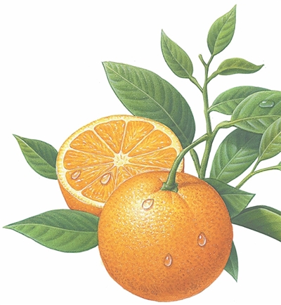 柑橘为什么越来越好吃（唠“科”）