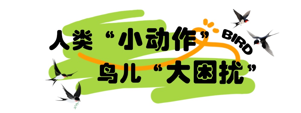 秦岭“飞羽精灵”图鉴：这些常见鸟类，你见过几种？