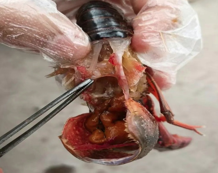 还原真相!七问小龙虾 还原真相!七问小龙虾