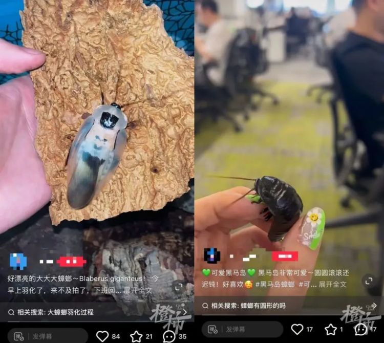 蟑螂当宠物？！异宠盛行，有人过道喷杀虫剂，意外杀死邻居“爱宠”……