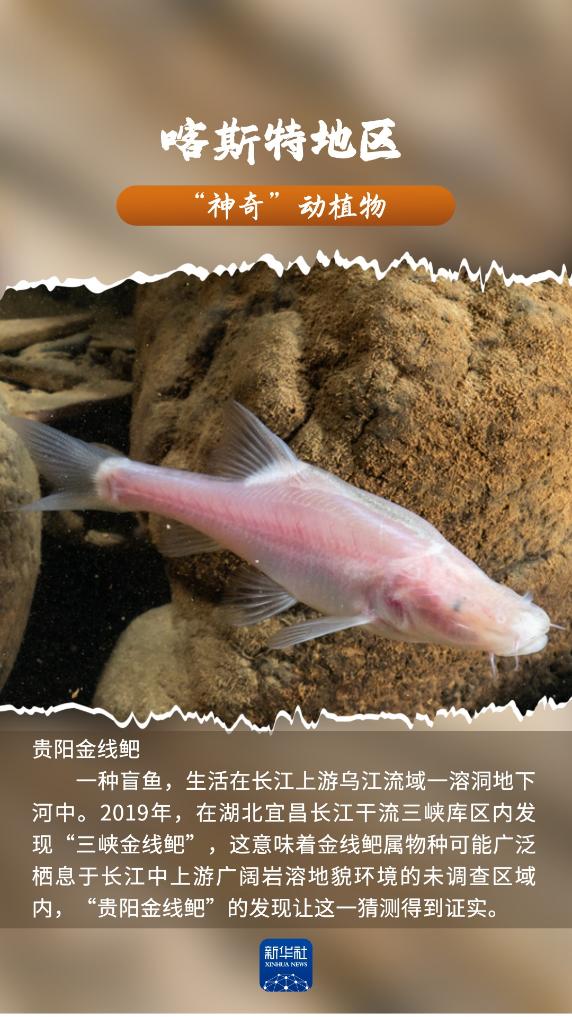 喀斯特地区“神奇”动植物，你见过吗？