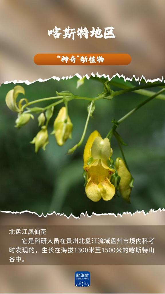 喀斯特地区“神奇”动植物，你见过吗？