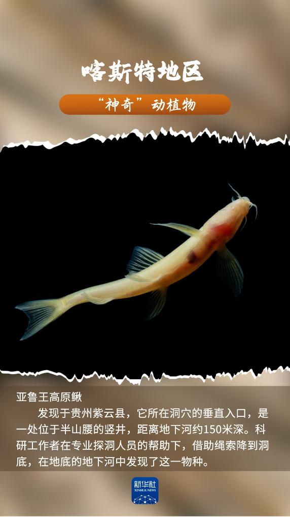 喀斯特地区“神奇”动植物，你见过吗？