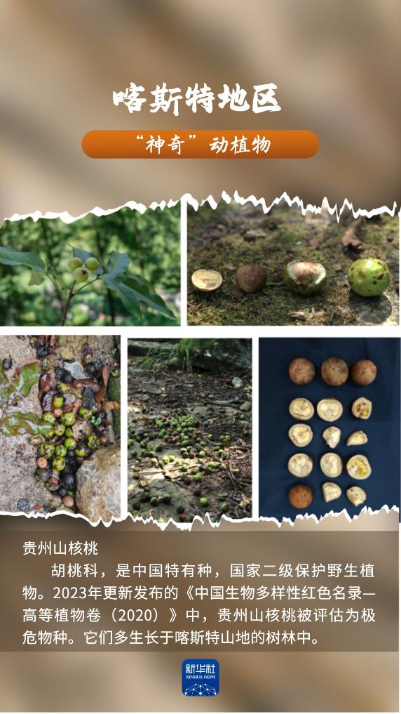 喀斯特地区“神奇”动植物，你见过吗？