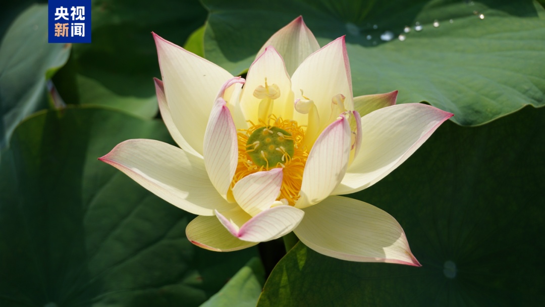 夏日荷花美学 你能认出几种？