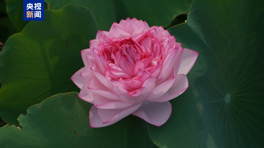 夏日荷花美学 你能认出几种？