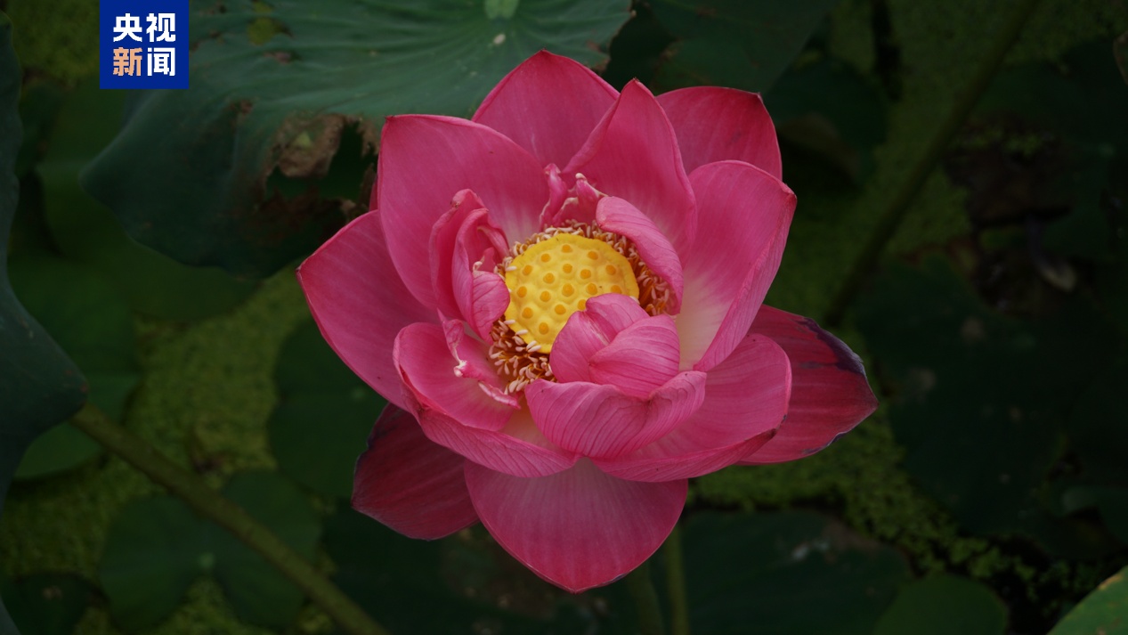 最佳赏荷期已至 “荷花图鉴”带你辨别这些夏日仙子