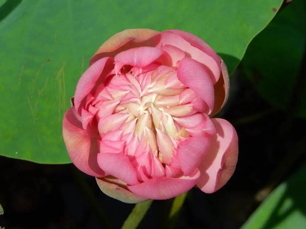 天台上的育种家:广州小伙在自家楼顶培育出多个荷花新品 天台上的育种家:广州小伙在自家楼顶培育出多个荷花新品