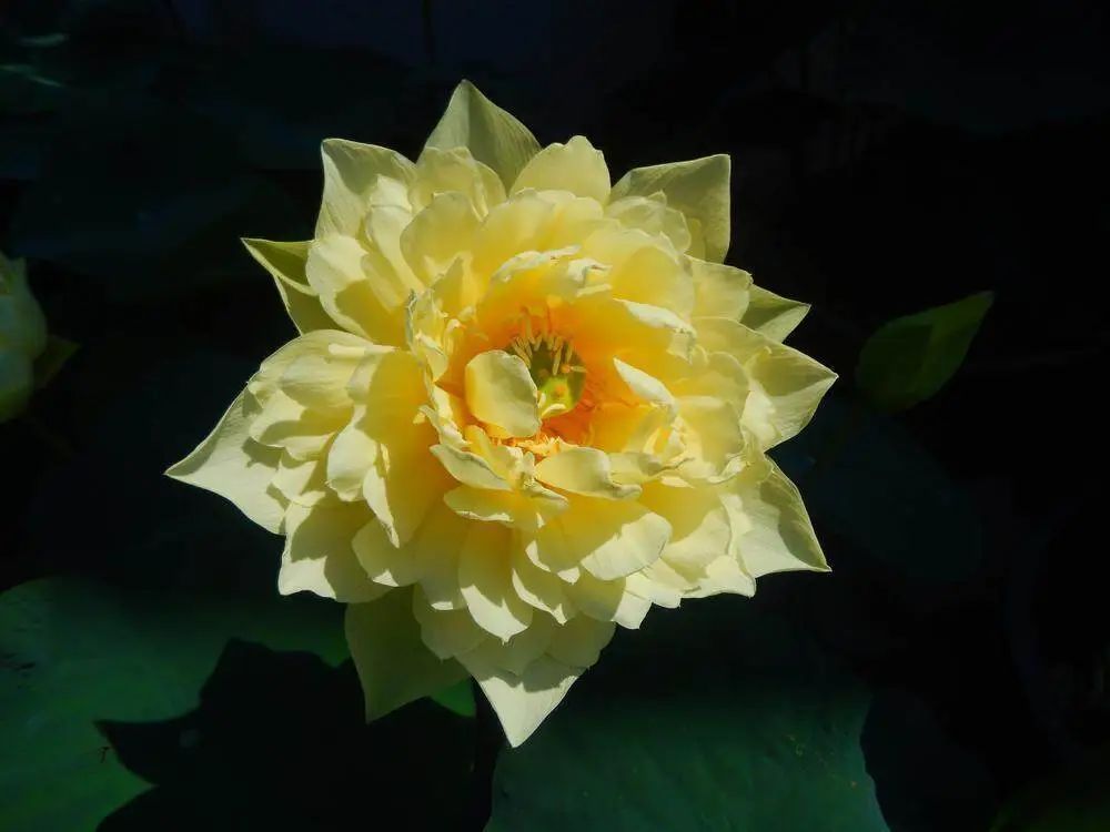 天台上的育种家:广州小伙在自家楼顶培育出多个荷花新品 天台上的育种家:广州小伙在自家楼顶培育出多个荷花新品