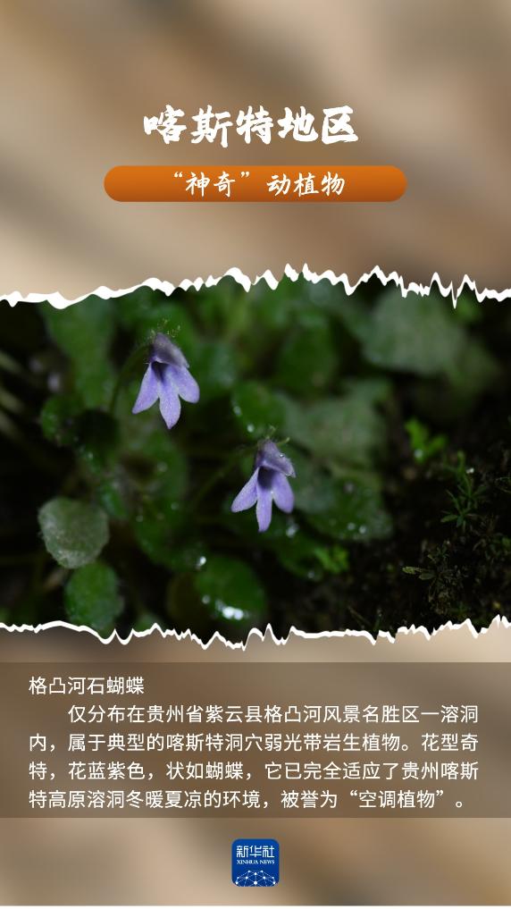 喀斯特地区“神奇”动植物，你见过吗？