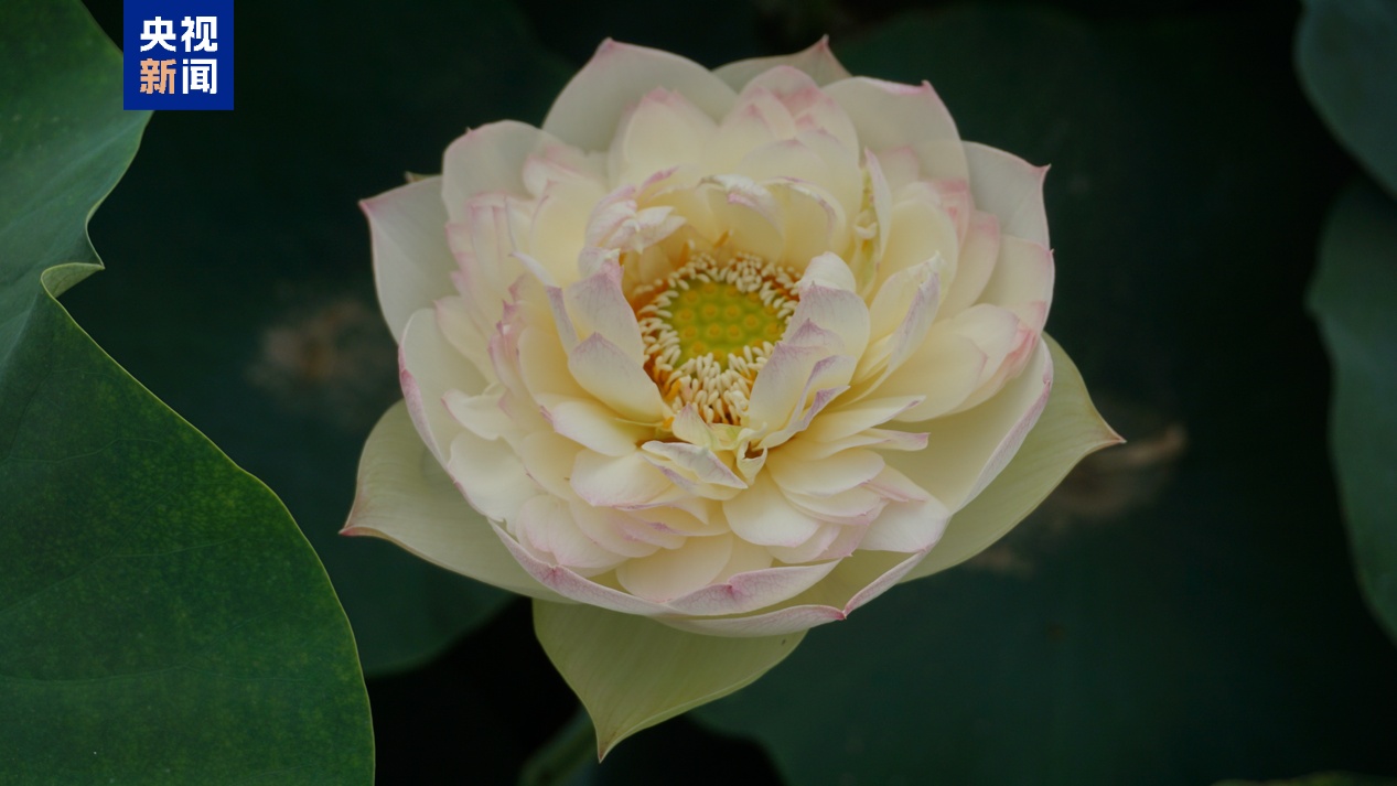 最佳赏荷期已至 “荷花图鉴”带你辨别这些夏日仙子