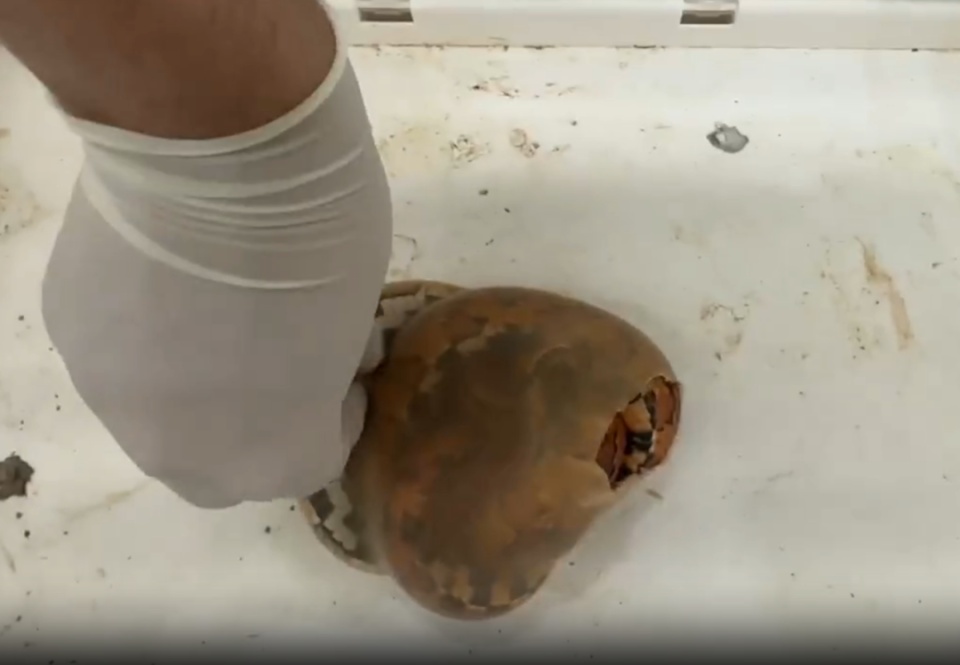 女子竟在孩子婴儿车里藏活蛇!网友:可怕 女子竟在孩子婴儿车里藏活蛇!网友:可怕