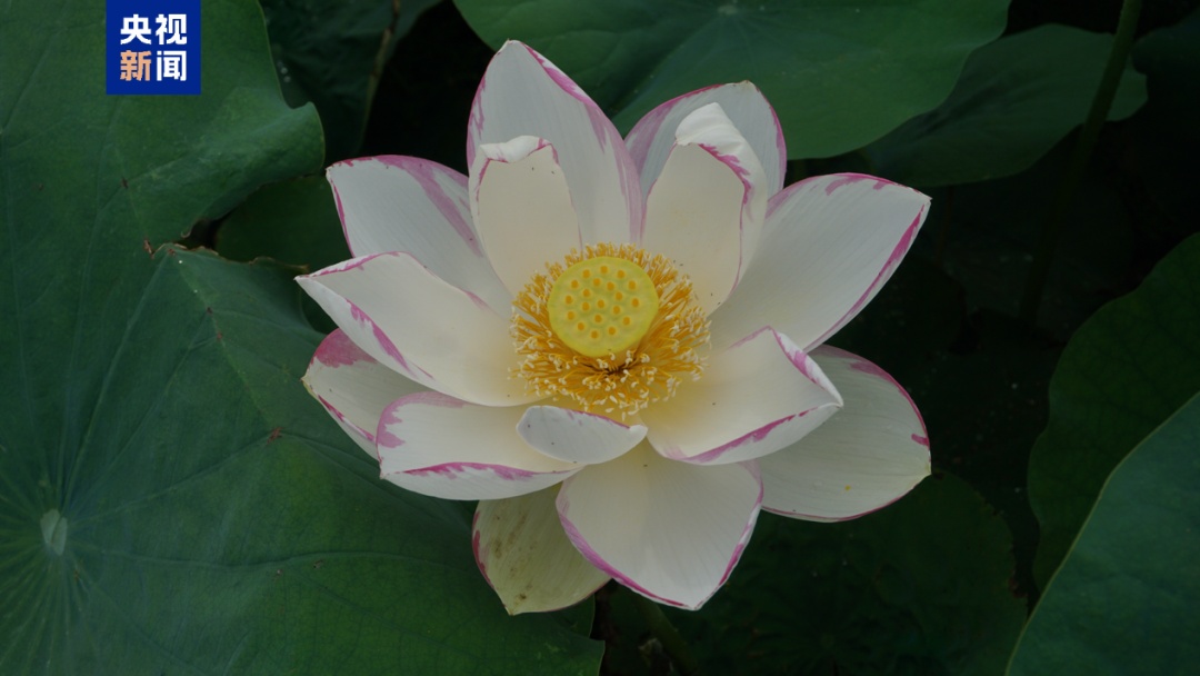 夏日荷花美学 你能认出几种？