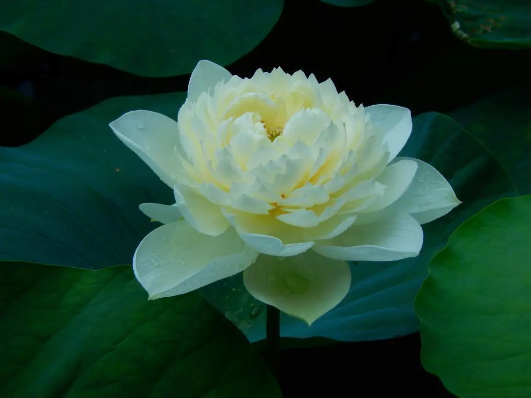 天台上的育种家:广州小伙在自家楼顶培育出多个荷花新品 天台上的育种家:广州小伙在自家楼顶培育出多个荷花新品