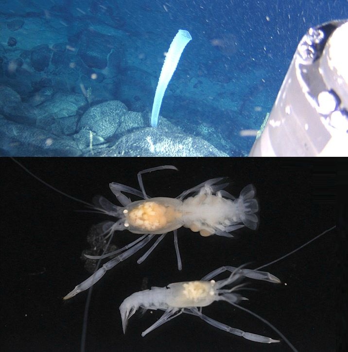 长相怪异、生存本领高超,我国科学家发现深海新物种 长相怪异、生存本领高超,我国科学家发现深海新物种