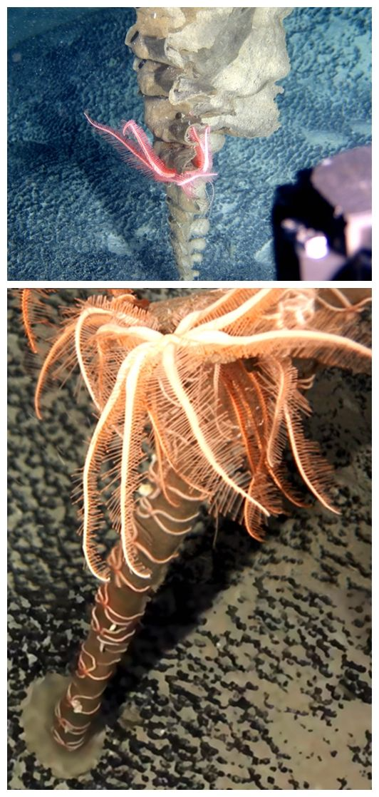 长相怪异、生存本领高超,我国科学家发现深海新物种 长相怪异、生存本领高超,我国科学家发现深海新物种