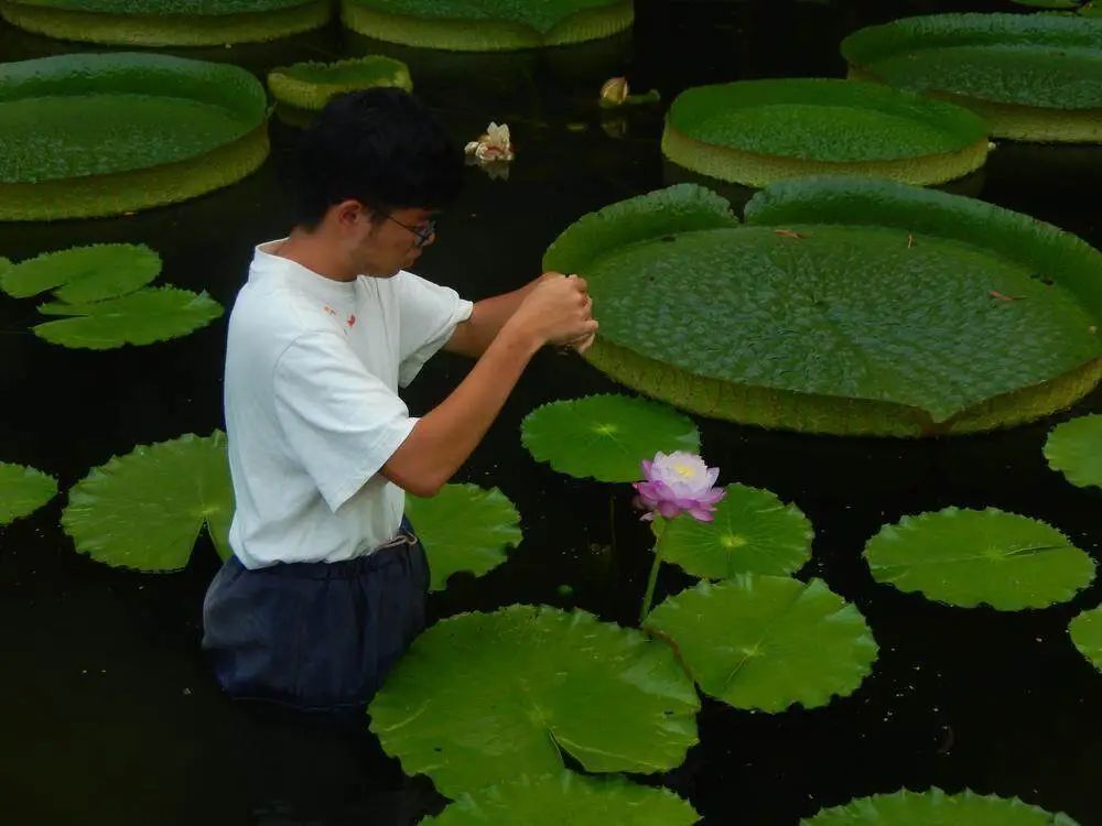 天台上的育种家:广州小伙在自家楼顶培育出多个荷花新品 天台上的育种家:广州小伙在自家楼顶培育出多个荷花新品
