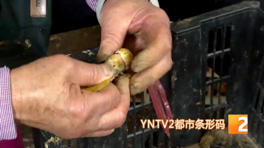 旺季一天洗几百上千公斤！云南人“吃出来”的职业开始接单了