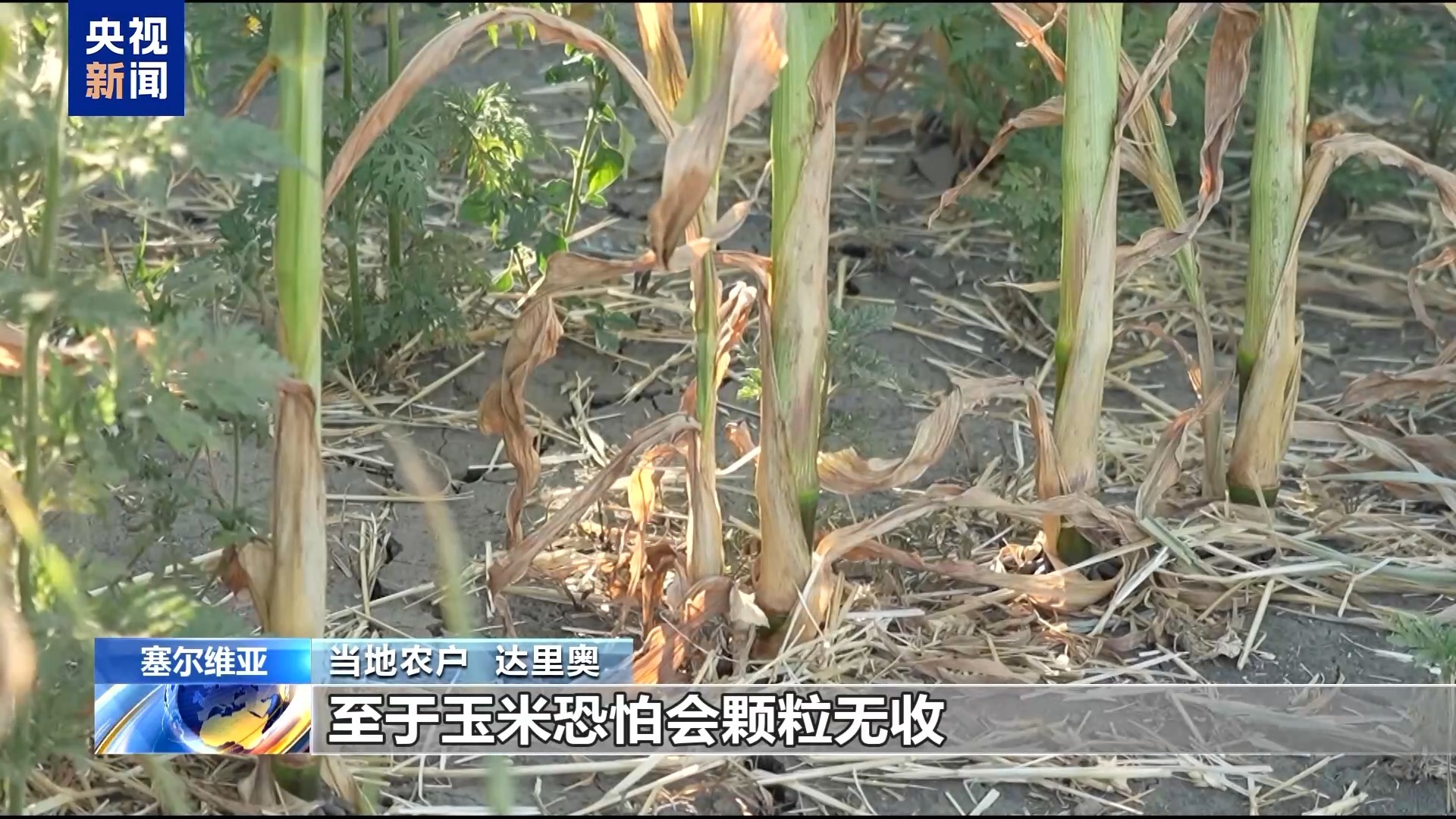 受极端高温天气影响 塞尔维亚农作物可能大幅减产