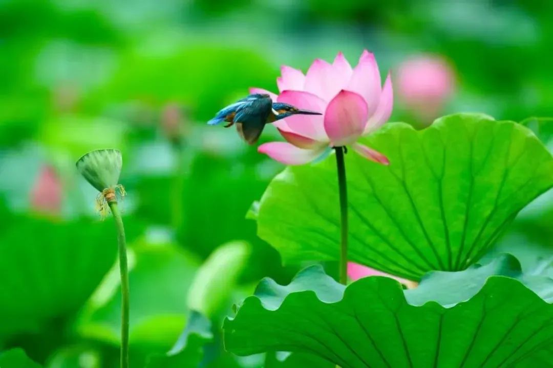 30多年来首次，广州莲花山现罕见“连理莲”，预计一周内开花：花瓣细长如纤纤玉手