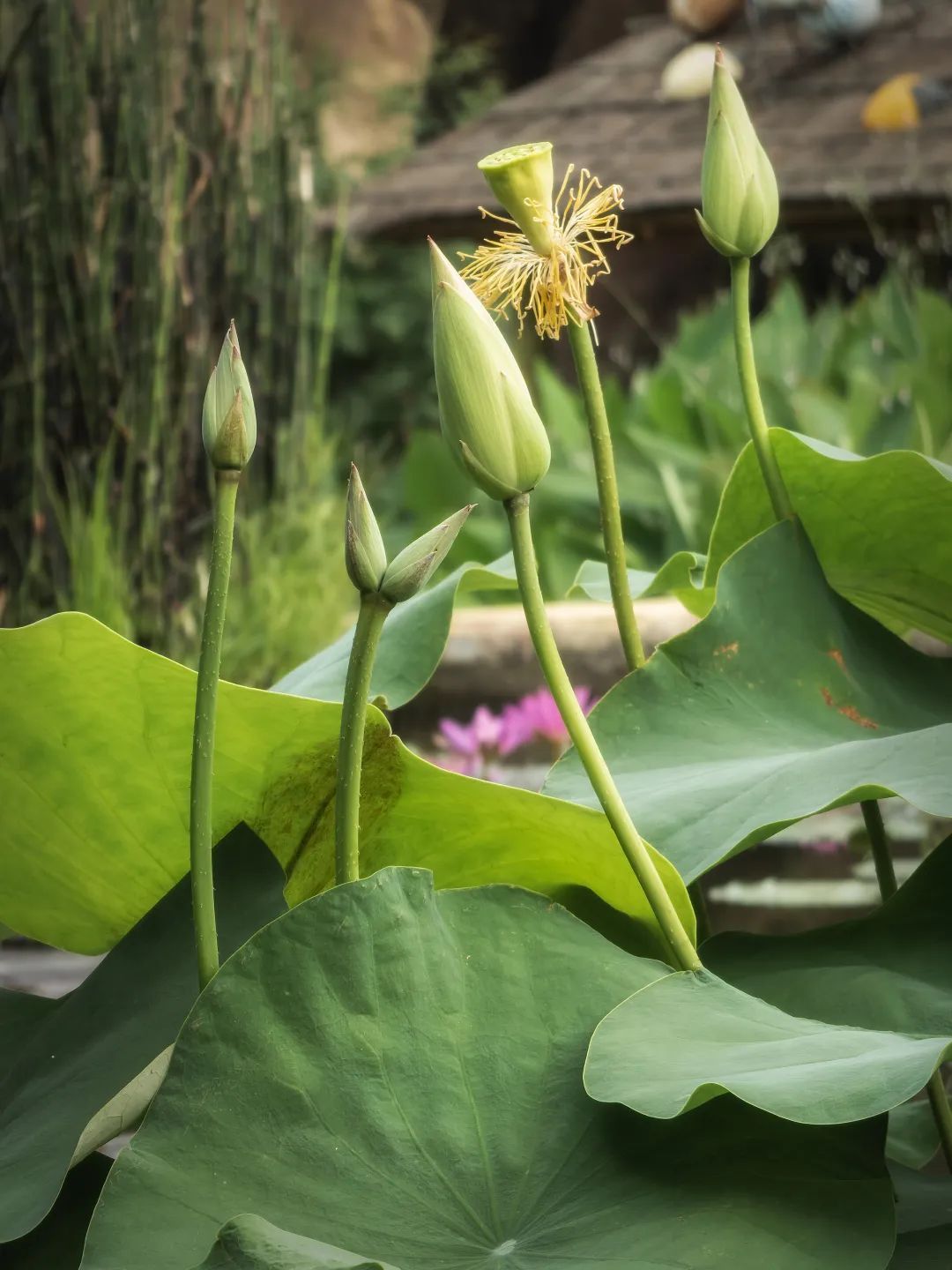 30多年来首次，广州莲花山现罕见“连理莲”，预计一周内开花：花瓣细长如纤纤玉手