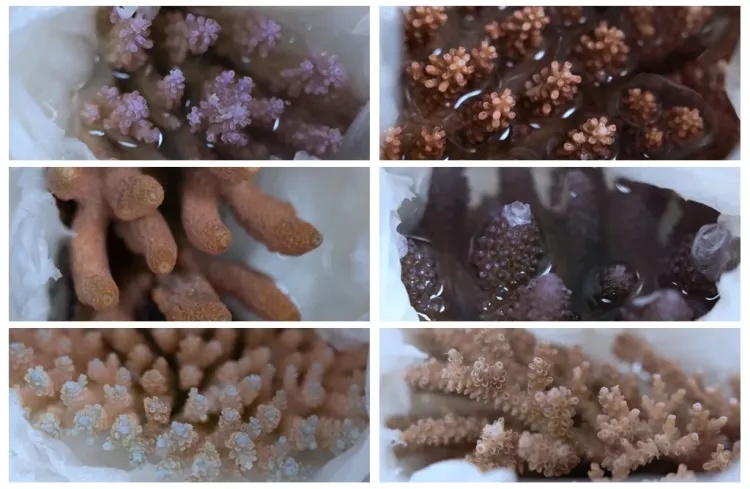 拱北海关查获一起粤港两地牌客车走私99株活体濒危珊瑚进境案 拱北海关查获一起粤港两地牌客车走私99株活体濒危珊瑚进境案