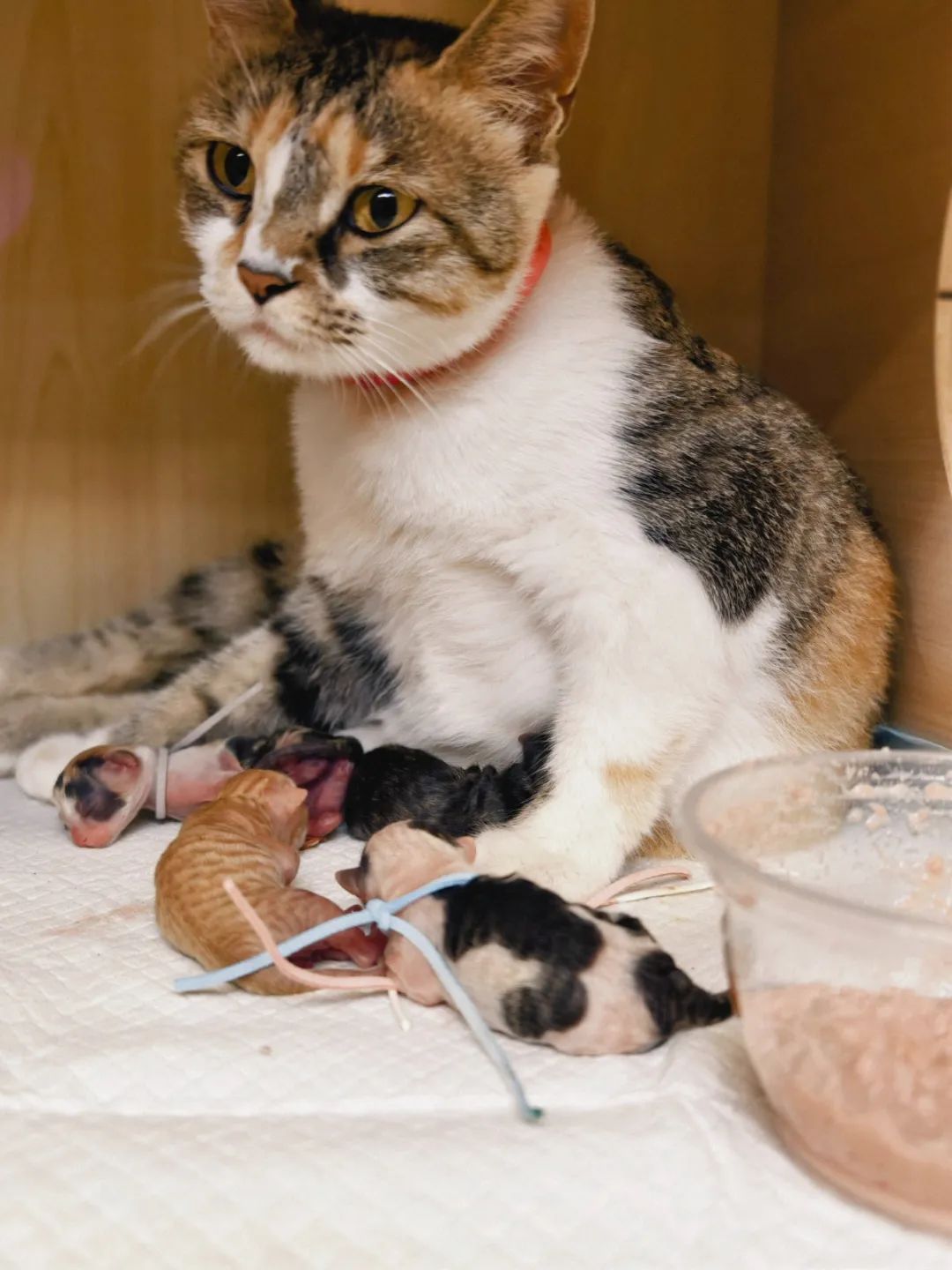 400余只猫咪被救后续：31只小猫诞生啦！猫咪信息陆续上传宠主可线上查看