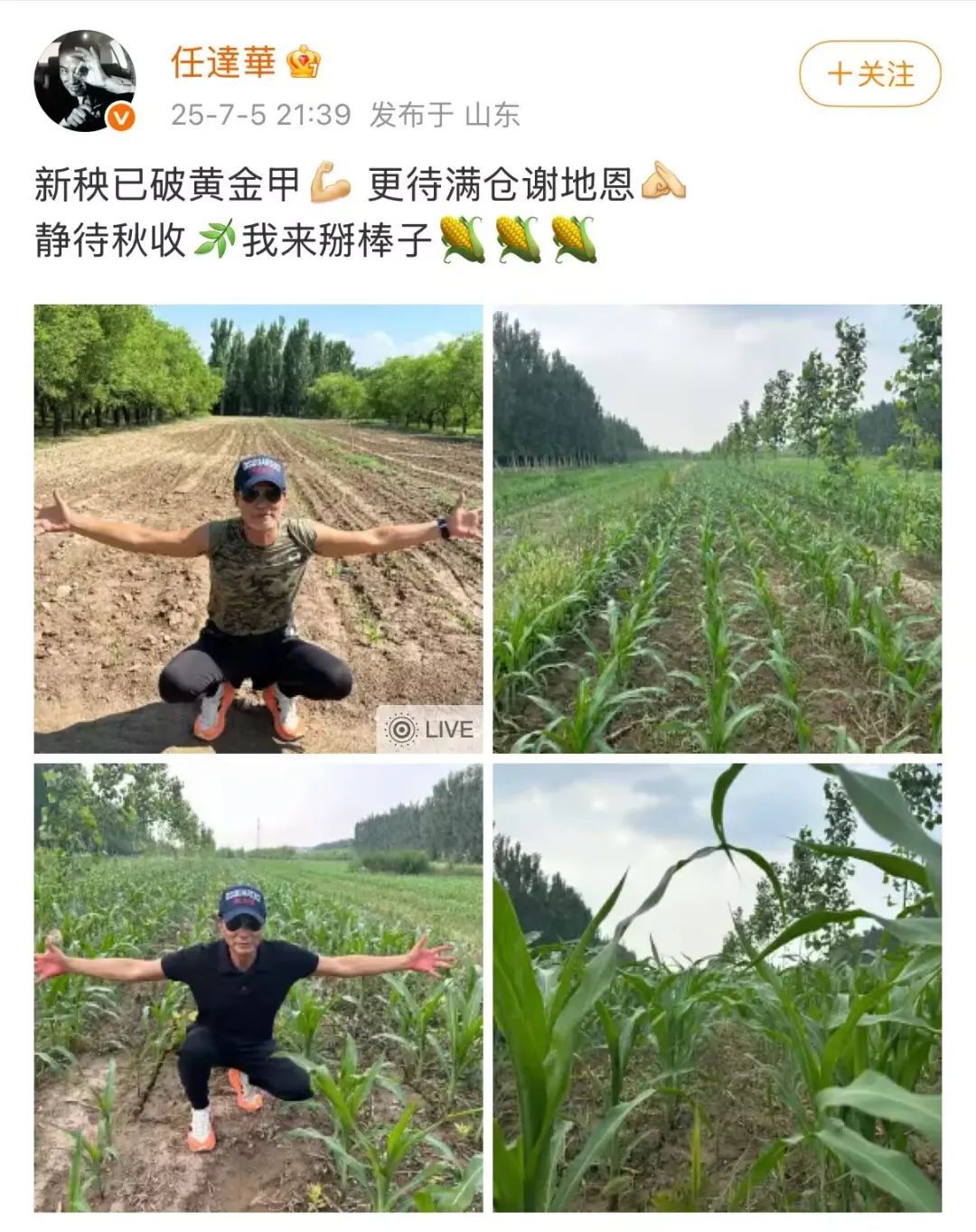 70岁任达华，收完麦子又来种玉米！