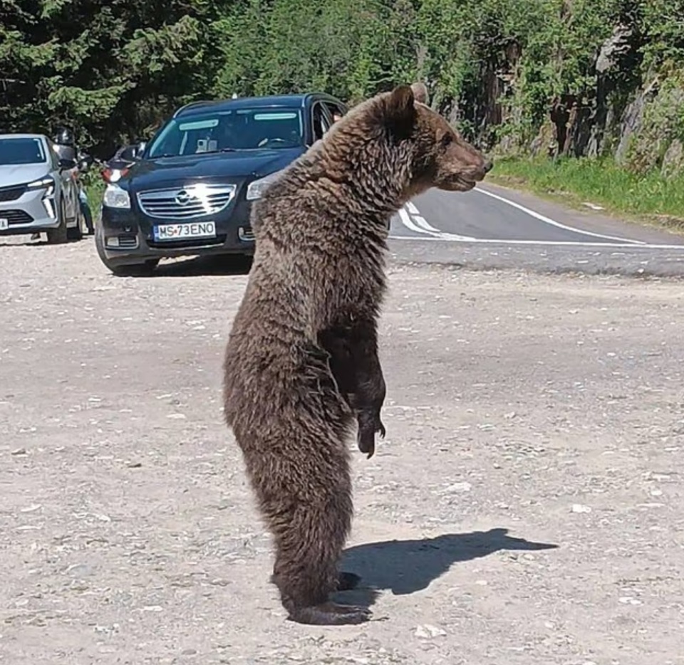 意大利游客罗马尼亚旅游,被熊袭击身亡;此前晒出与熊崽合影 意大利游客罗马尼亚旅游,被熊袭击身亡;此前晒出与熊崽合影