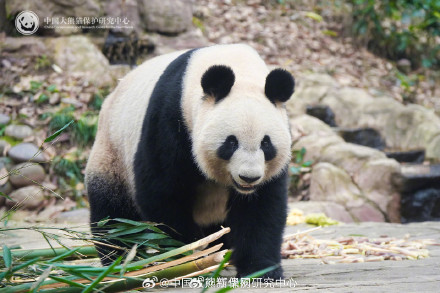大熊猫耳朵形状大赏 大熊猫耳朵形状大赏