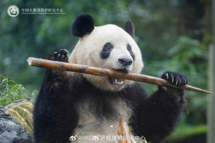 大熊猫耳朵形状大赏 大熊猫耳朵形状大赏