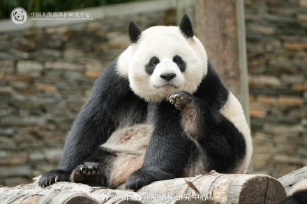 大熊猫耳朵形状大赏 大熊猫耳朵形状大赏
