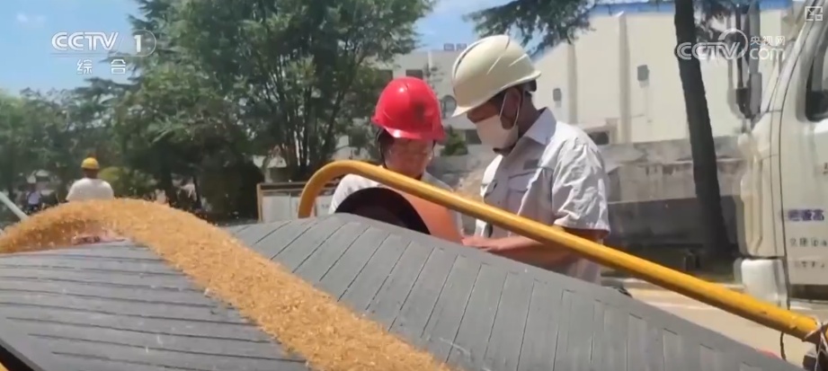 一粒小麦里的党员温度 “党员突击队”下沉收购一线保障夏粮颗粒归仓 一粒小麦里的党员温度 “党员突击队”下沉收购一线保障夏粮颗粒归仓