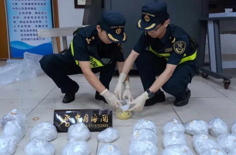 拱北海关查获一起粤港两地牌客车走私99株活体濒危珊瑚进境案 拱北海关查获一起粤港两地牌客车走私99株活体濒危珊瑚进境案